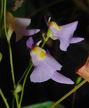 Utricularia warburgii, Blüte