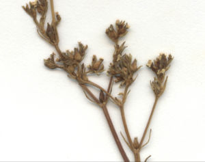 Gezähnter Feldsalat (Valerianella dentata) (Herbarbeleg)