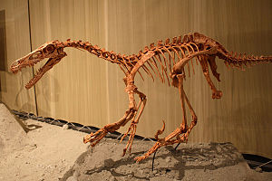 Velociraptor, Skelettrekonstruktion