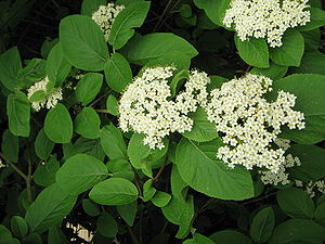 Wolliger Schneeball (Viburnum lantana), Blüten
