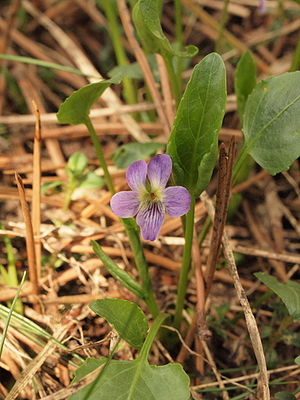 Viola chelmea subsp. vratnikensis (Syn.: Viola vilaensis Hayek)