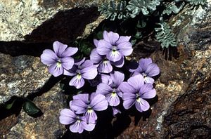Viola nummulariifolia.jpg