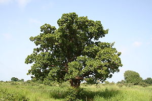 Karitébaum