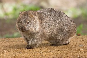 Nacktnasenwombat (Vombatus ursinus)