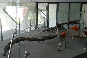 Skelettrekonstruktion von Mosasaurus