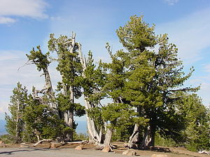 Weißstämmige Kiefer (Pinus albicaulis)