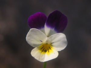 Blüte des Wilden Stiefmütterchens (Viola tricolor)