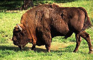 Männlicher Wisent (Bison bonasus) im ostpolnischen Białowieża-Nationalpark