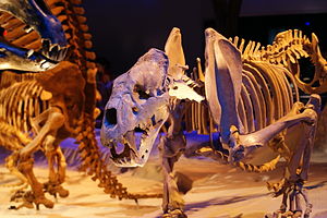 Xenosmilus im Florida Museum of Natural History
