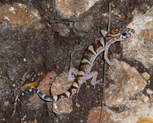 Yucatan Banded Gecko.PNG