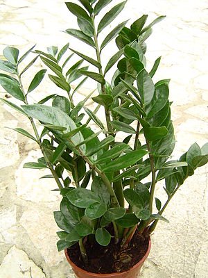 Zamioculcas zamiifolia 1.jpg
