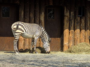 Hartmann-Bergzebra (Equus zebra) im Zoo Landau