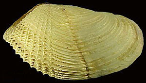 Krause Bohrmuschel (Zirfaea crispata)