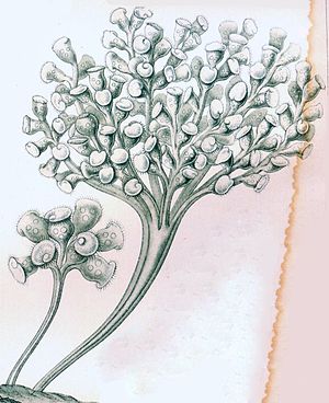 Zoothamnium arbuscula