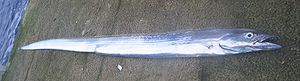 Sägedegenfisch (Assurger ansac)