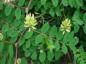 Süß-Tragant (Astragalus glycyphyllos)