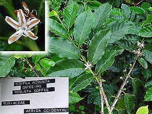 Robusta-Kaffee (Coffea canephora)