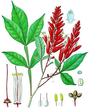 Bitterholzbaum (Quassia amara), Illustration