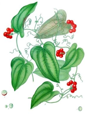 Smilax aristolochiifolia, Illustration aus Koehler 1887
