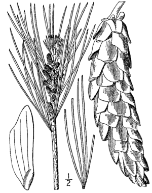 Weymouths-Kiefer (Pinus strobus), Zeichnung