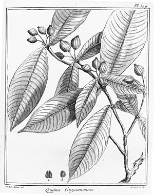 Quiina guianensis, Illustration.