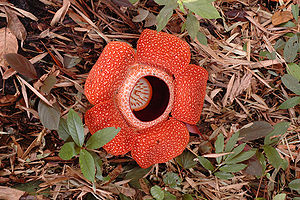 Blüte einer Rafflesia arnoldii