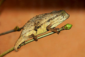 Rieppeleon brevicaudatus, Männchen