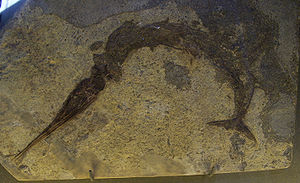 Fossil von Saurichthys curionii aus der Mittleren Trias von Monte San Giorgio