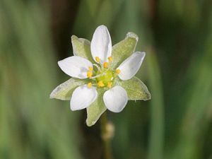 Blüte des Frühlings-Sparks (Spergula morisonii)