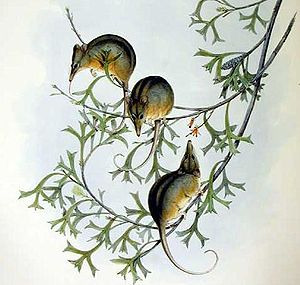Honigbeutler (Tarsipes rostratus), nach John Gould 1863