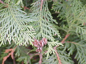 Zweig mit schuppenförmigen Blättern und reife Zapfen des Abendländischen Lebensbaumes (Thuja occidentalis).