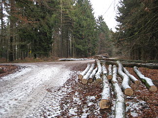 Forstweg am Gipfel des Limbergs, Dezember 2007