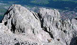 Vordere Brandjochspitze von der Hinteren Brandjochspitze aus gesehen. Im Hintergrund Innsbruck. Im Vordergrund zwei junge Steinböcke.
