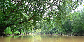 Über weite Strecken ist der Neuse River durch lockere, sandige Ufer, schlammiges braunes Wasser und überhängende Bäume charakterisiert