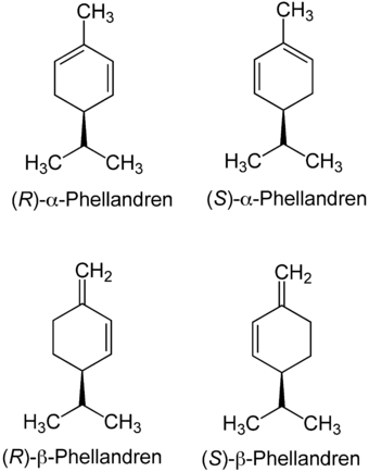 Phellandren-Isomere.png
