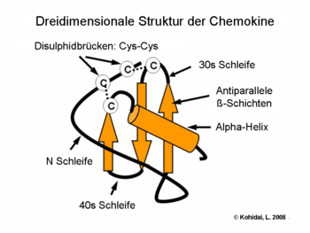Dreidimensionale Struktur der Chemokine/div&amp;amp;gt;