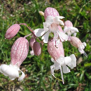 Taubenkropf-Leimkraut, Blüten (Silene vulgaris)
