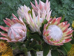 Königsprotea (Protea cynaroides)