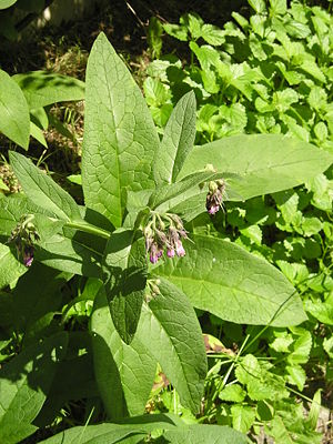 Echter Beinwell (Symphytum officinale)