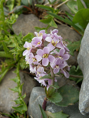Rundblättriges Hellerkraut (Thlaspi cepaeifolium)