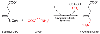 Aminolevulinic synthesis.png