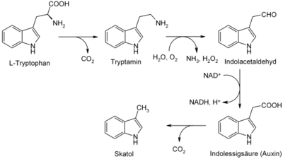 Biosynthese von Skatol: Skatol aus Tryptophan