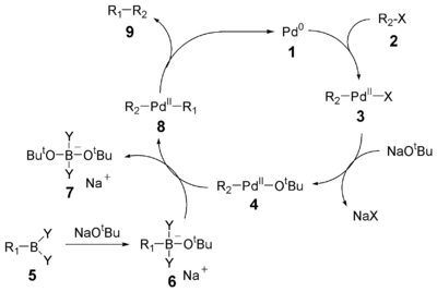 Katalysezyklus der Suzuki-Kupplung