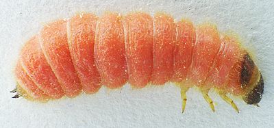 Trichodes apiarius larva bl1.jpg