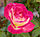 Rosa Double Delight.jpg