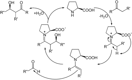 Katalysezyklus der organokatalytischen Aldolreaktion mit (S)-Prolin