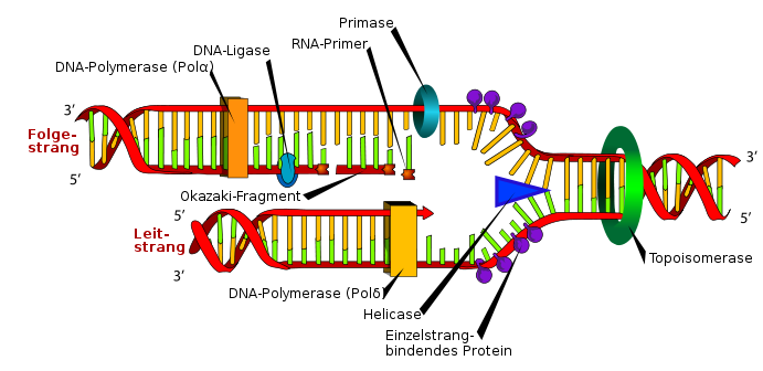 DNA replication de.svg