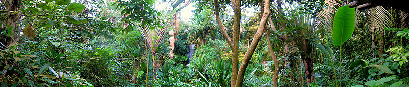 Panorama der Flora in der Masoala Halle