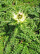 Cirsium spinosissimum Pyhrgas.jpg