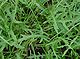 Diplotaxis tenuifolia IP0209094.jpg